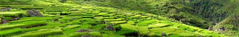 cropped-sagada-rice-terraces2
